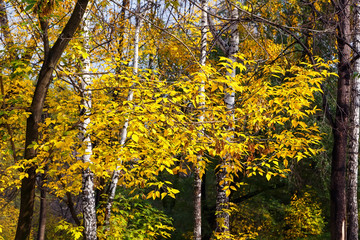 Fall foliage branches day