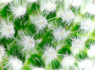 Obraz premium Cactus thorns macro background with blur effect