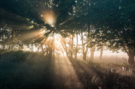 Light beams of morning sun filtered by the trees and fog