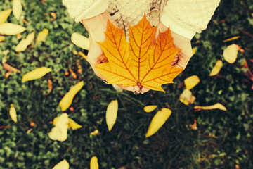 Autumn leaves in girl hands