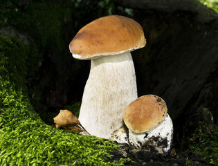 Boletus edulis mushroom