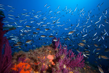 Fototapeta premium Lots of fish in a mediterranean reef