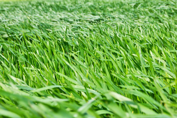Green wheat in the wind