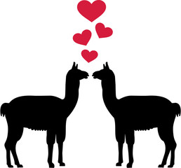Lamas in love