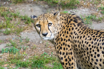 Cheetah (Acinonyx jubatus) © belizar