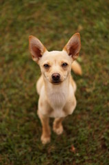 Dog waiting looking up