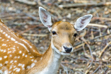 Fallow deer