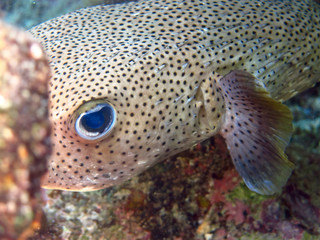starry puffer fish © Pierluigi Leggeri