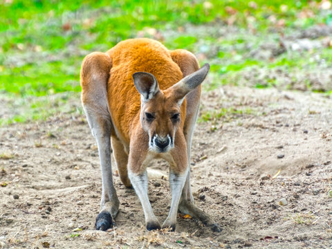 Red kangaroo (Macropus rufus) in the field