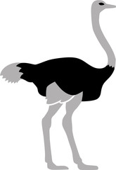 Ostrich bird