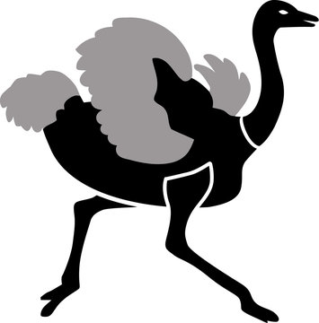 Ostrich running in two colors