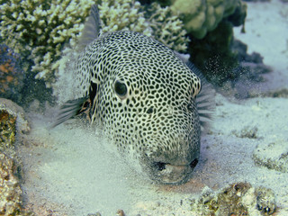 puffer fish © Pierluigi Leggeri