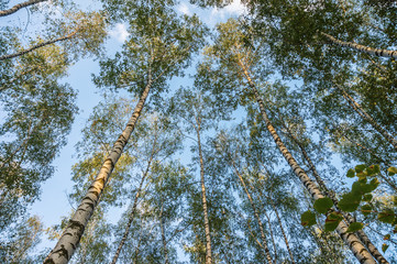 high birch