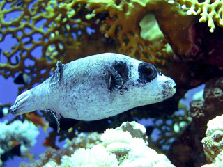 puffer fish
