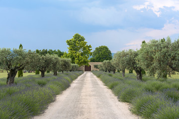 Fototapeta na wymiar Farm in Provence
