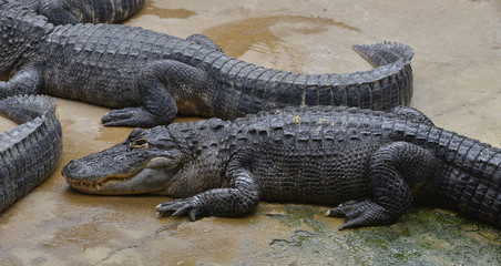 Alligator du Mississipi