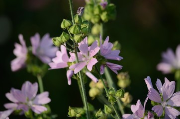 紫の花びら