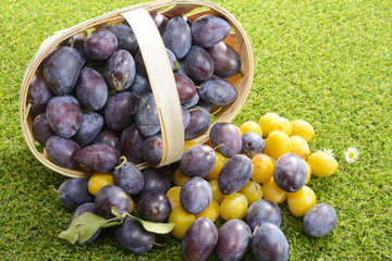 basket of plums on grass