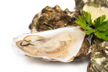 Ostriche fresche su fondo bianco 