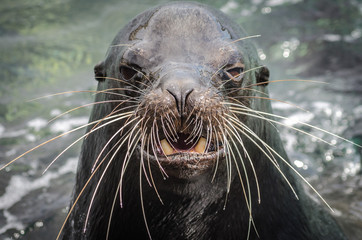 Sea lIon up close in Galapagos Islands, Ecuador
