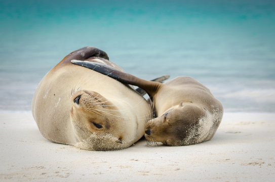 Mother and Child sea lion hugging, galapagos islands, ecuador