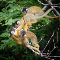 Obraz premium Monkeys wrestling / playing in pampas Amazon, Bolivia