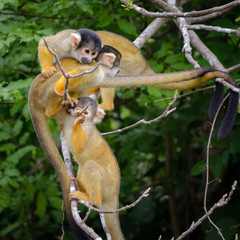 Monkeys wrestling / playing in pampas Amazon, Bolivia
