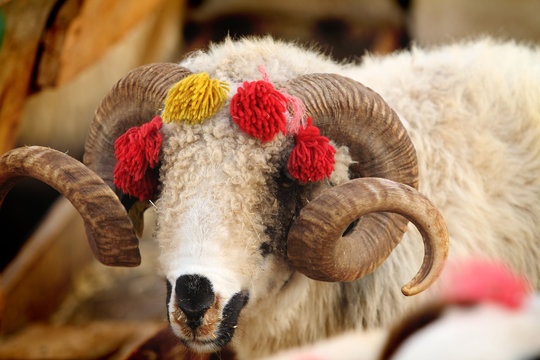 Hayvancılık Ve Kurban Bayramı