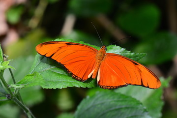 An Orange Julia butterfly shows off its beauty in the gardens.