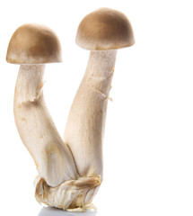 Japanese Shimeji mushrooms over white background