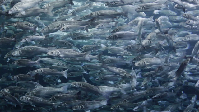 Many mackerel fish, underwater view. Beautiful meditation footage