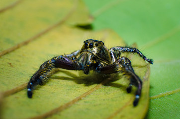 A male Heavy Jumper (Hyllus)