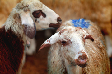 Hayvancılık ve Kurban Bayramı