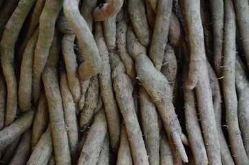 roots tree green plant nature texture background wood