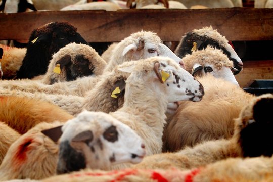 Hayvancılık ve Kurban Bayramı