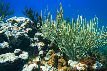 Naklejka na ściany i meble Encrusting stinging coral on the blue water background, underwat
