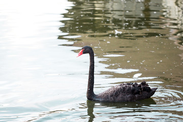 Swimming a black swan