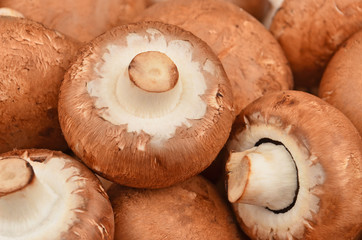 Fresh, raw and whole champignon (True mushroom)