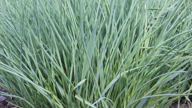 Green Spring Grass In Wind 17973