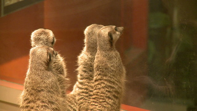 Curious meerkats