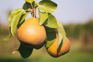 Pears in Orchard Farm