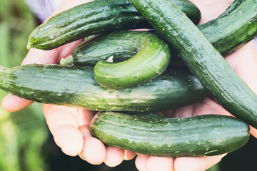 Fresh Organic Cucumbers