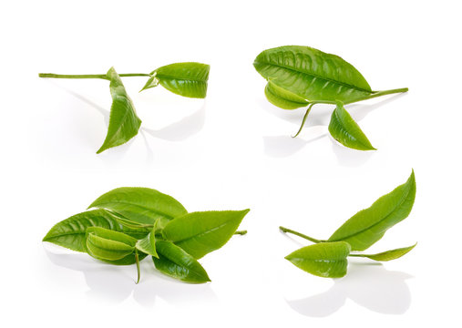 green tea leaf isolated on white background