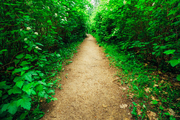 Path With Green Bushes In Garden, Park. Garden design, landscapi