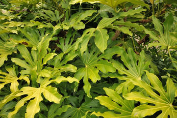 Pattern of leaves with complicated shape.