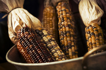 Dried Indian Corn