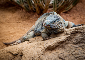 Iguana On a Rock