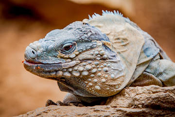 Iguana On a Rock