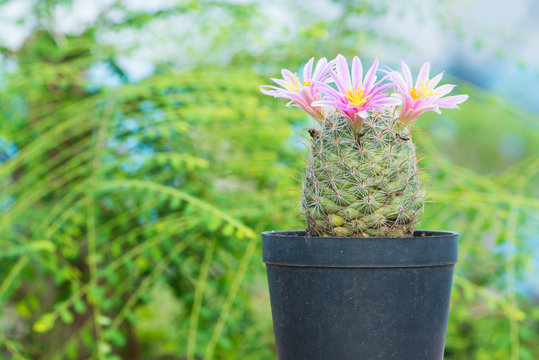Cactus With Pink Flower in flower pot on green background
