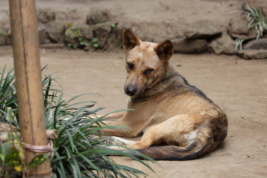 Liegender junger Hund